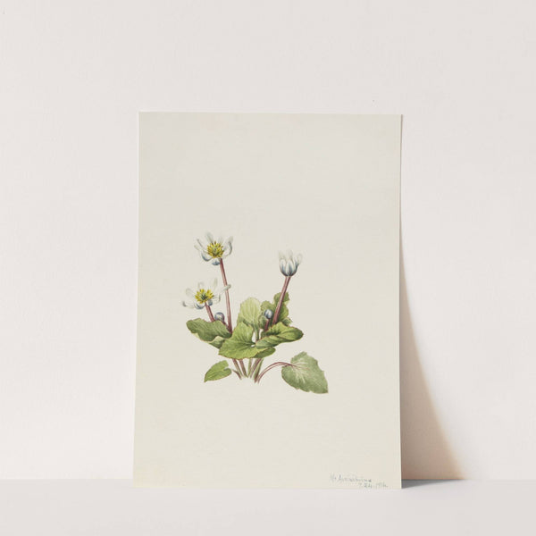 Elkslip (Caltha leptosepala) (1916) by Mary Vaux Walcott