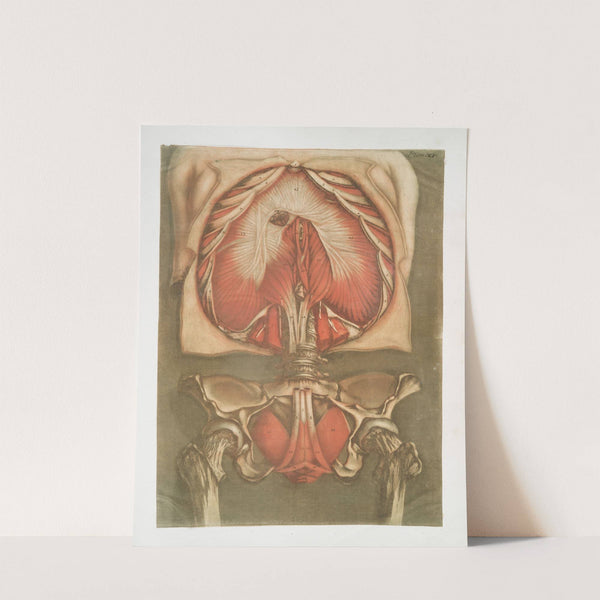 Elle présente le diaphragme avec les muscles de la verge & ceux de l'anus by Arnauld Gautier d'Agoty