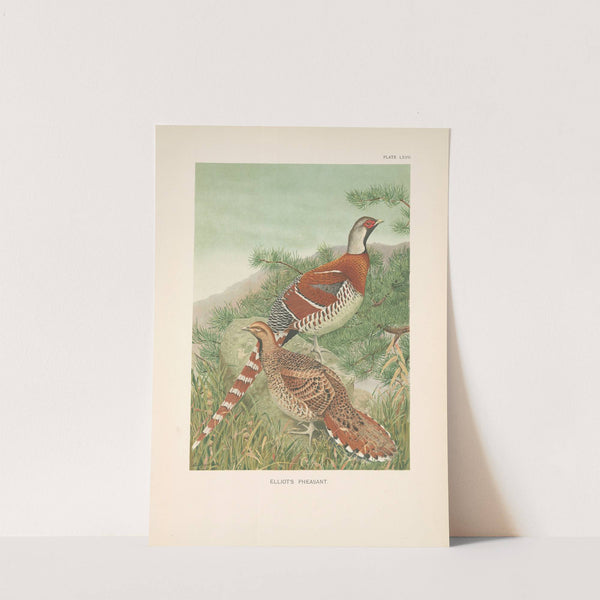 Elliot’s Pheasant (Syrmaticus ellioti). (1918-1922) by Louis Agassiz Fuertes