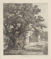 Elm at Checquers