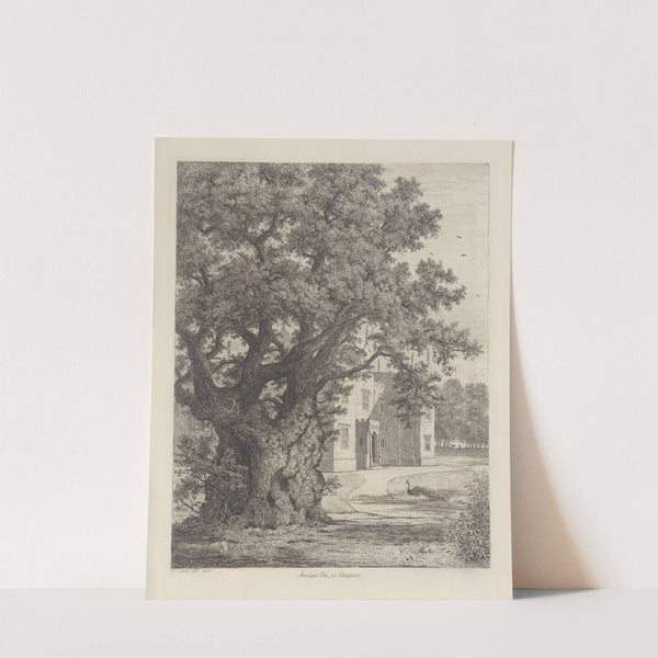 Elm at Checquers by Jacob George Strutt