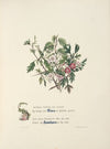 Elms and hawthorns