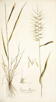 Elymus hystrix