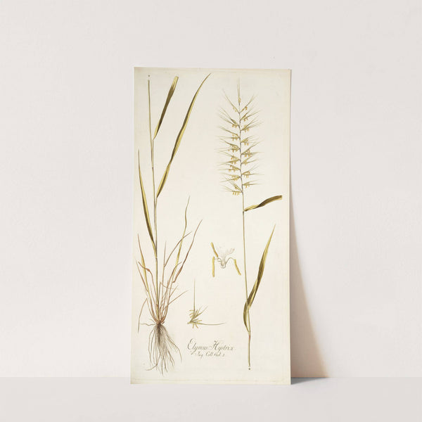 Elymus hystrix by Nikolaus Joseph Freiherr von Jacquin