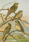 Emberiza citrinella, Emberiza cirlus