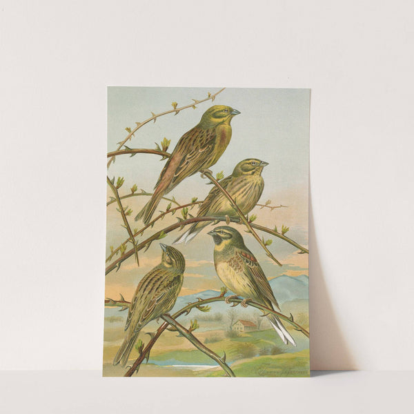 Emberiza citrinella, Emberiza cirlus by Johann Friedrich Naumann