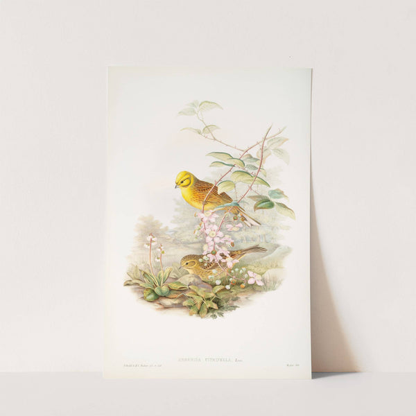 Emberiza citrinella. Yellowhammer, or Yellow Bunting. (1862-1873) by John Gould