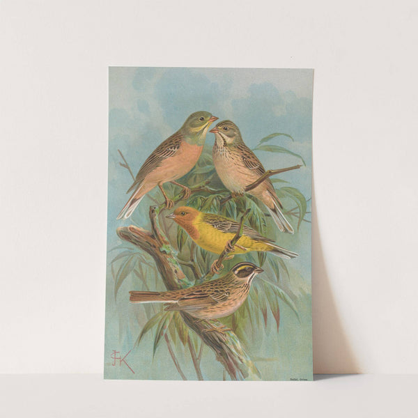 Emberiza hortulana, Emberiza luteola Sparrm, Emberiza chrysophrys Pall by Johann Friedrich Naumann