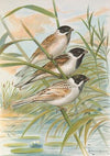 Emberiza intermedia Michahelles, Emberiza palustris Savi, Emberiza pyrrhuloides Pall