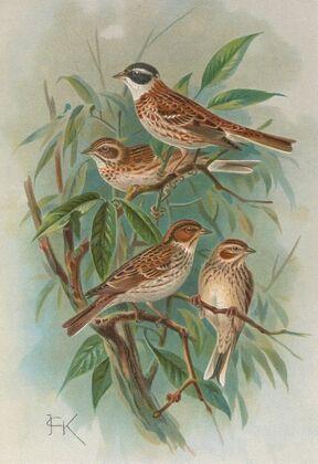 Emberiza rustica Pall, Emberiza pusilla Pall