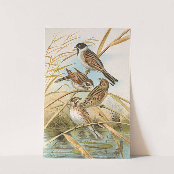 Emberiza schoeniclus by Johann Friedrich Naumann