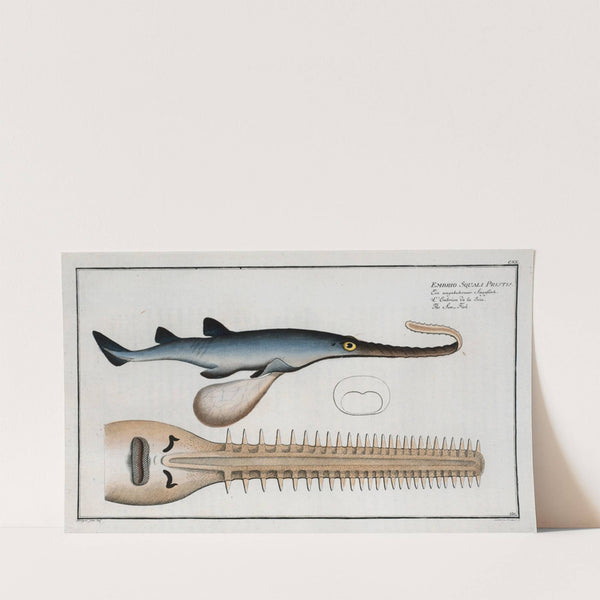 Embrio Squali Pristis, The Saw-Fish. (1785-1797) by Marcus Elieser Bloch
