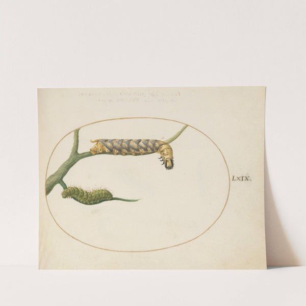 Emperor Moth Caterpillar with a Second Caterpillar on a Branch (1575-1590) by Joris Hoefnagel