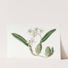 Emulous Epidendrum (1815-1819) by Sydenham Edwards