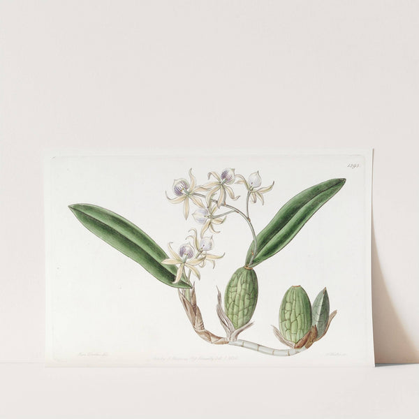 Emulous Epidendrum (1815-1819) by Sydenham Edwards