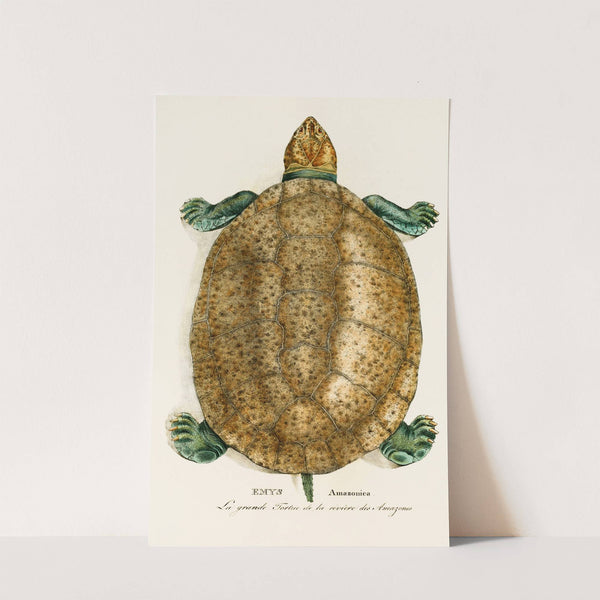 Emys Amazonica by Johann Baptist von Spix