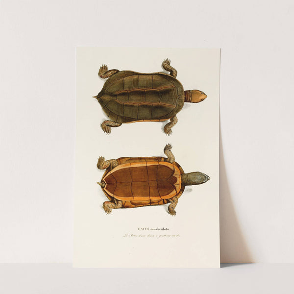 Emys Canaliculata by Johann Baptist von Spix