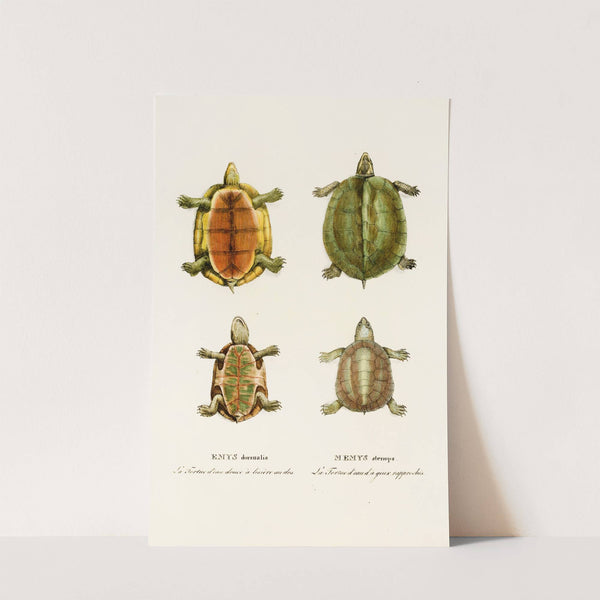 Emys Dorsualis, Emys Stenops by Johann Baptist von Spix