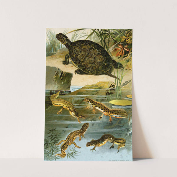 Emys europaea, Triton Vulgaris, Triton Paradoxus by Bruno Dürigen