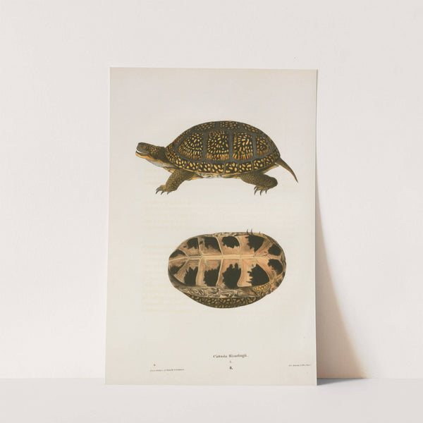 Emys Floridana. by John Edwards Holbrook