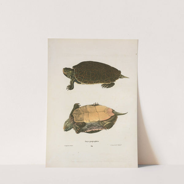 Emys georgaphica. by John Edwards Holbrook