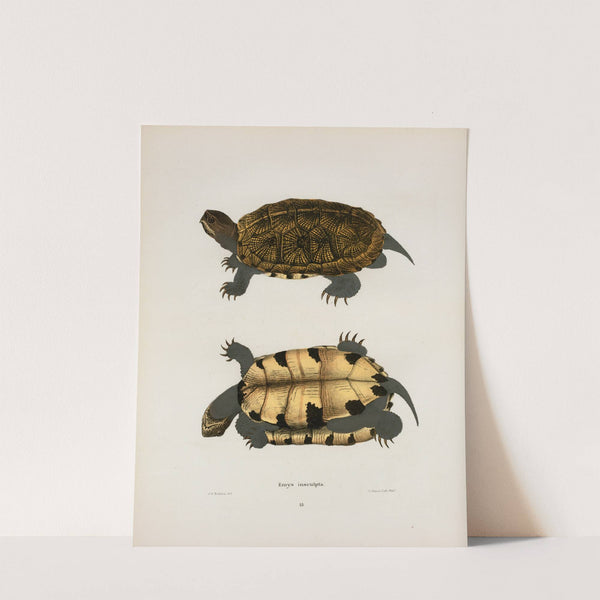 Emys insculpta. by John Edwards Holbrook