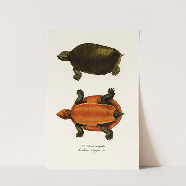 Emys Maerocephala by Johann Baptist von Spix