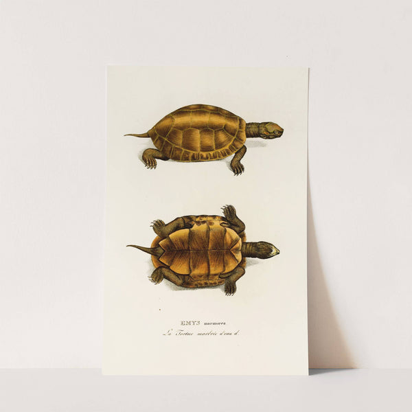 Emys Marmorea by Johann Baptist von Spix