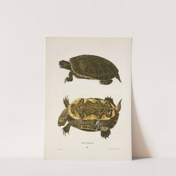 Emys Oregoniensis. by John Edwards Holbrook