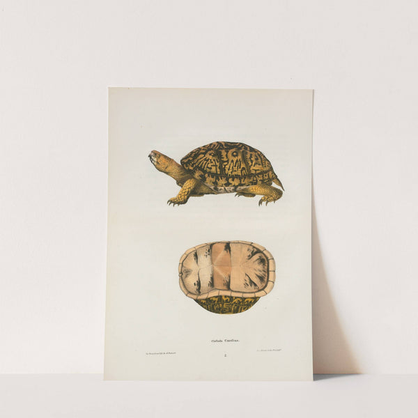 Emys reticulata. by John Edwards Holbrook