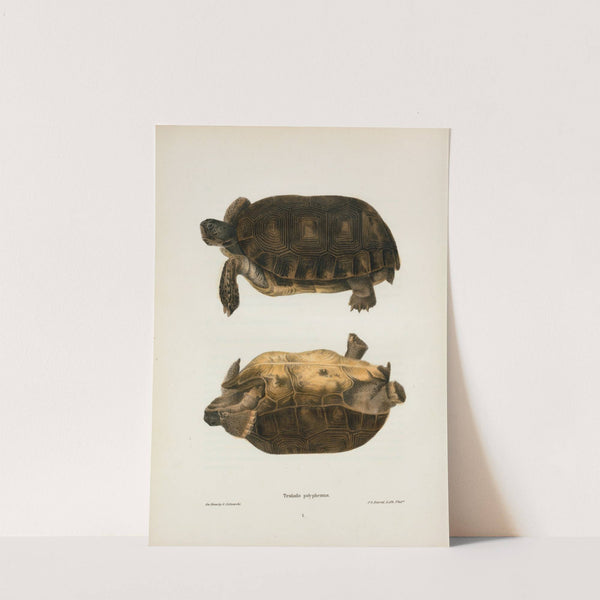 Emys rubriventris. by John Edwards Holbrook