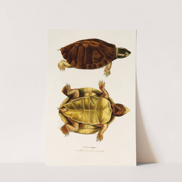 Emys Rufipes by Johann Baptist von Spix