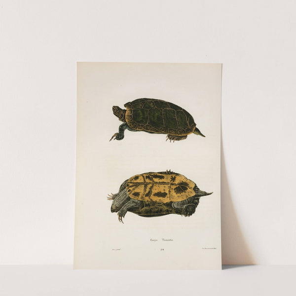 Emys Troostii. by John Edwards Holbrook