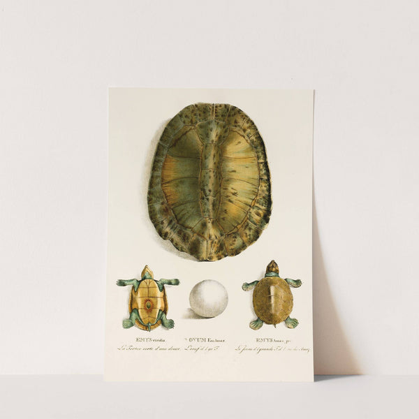 Emys Viridis, Emys Amaz juv by Johann Baptist von Spix