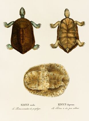 Emys Viridis, Emys Depressa