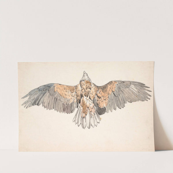 En død musvåge med udspilede vinger by Niels Skovgaard