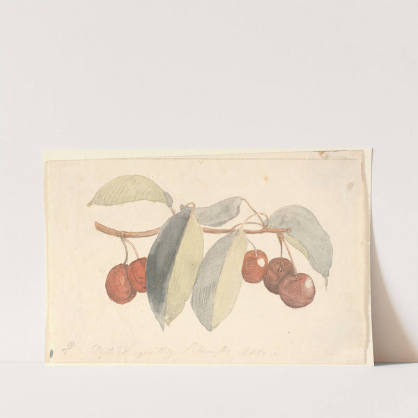 En gren med paradisæbler by P. C. Skovgaard