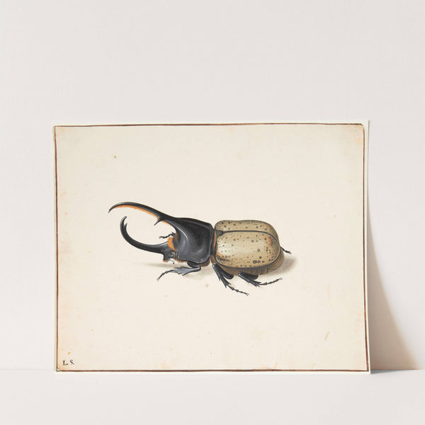 En herkulesbille dynastes hercules by Pieter Holsteijn