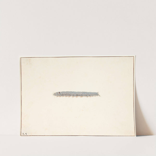 En natsommerfuglelarve by Pieter Holsteijn