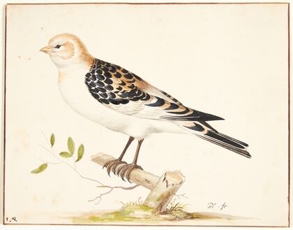 En snespurv plectrophenax nivalis — size preview