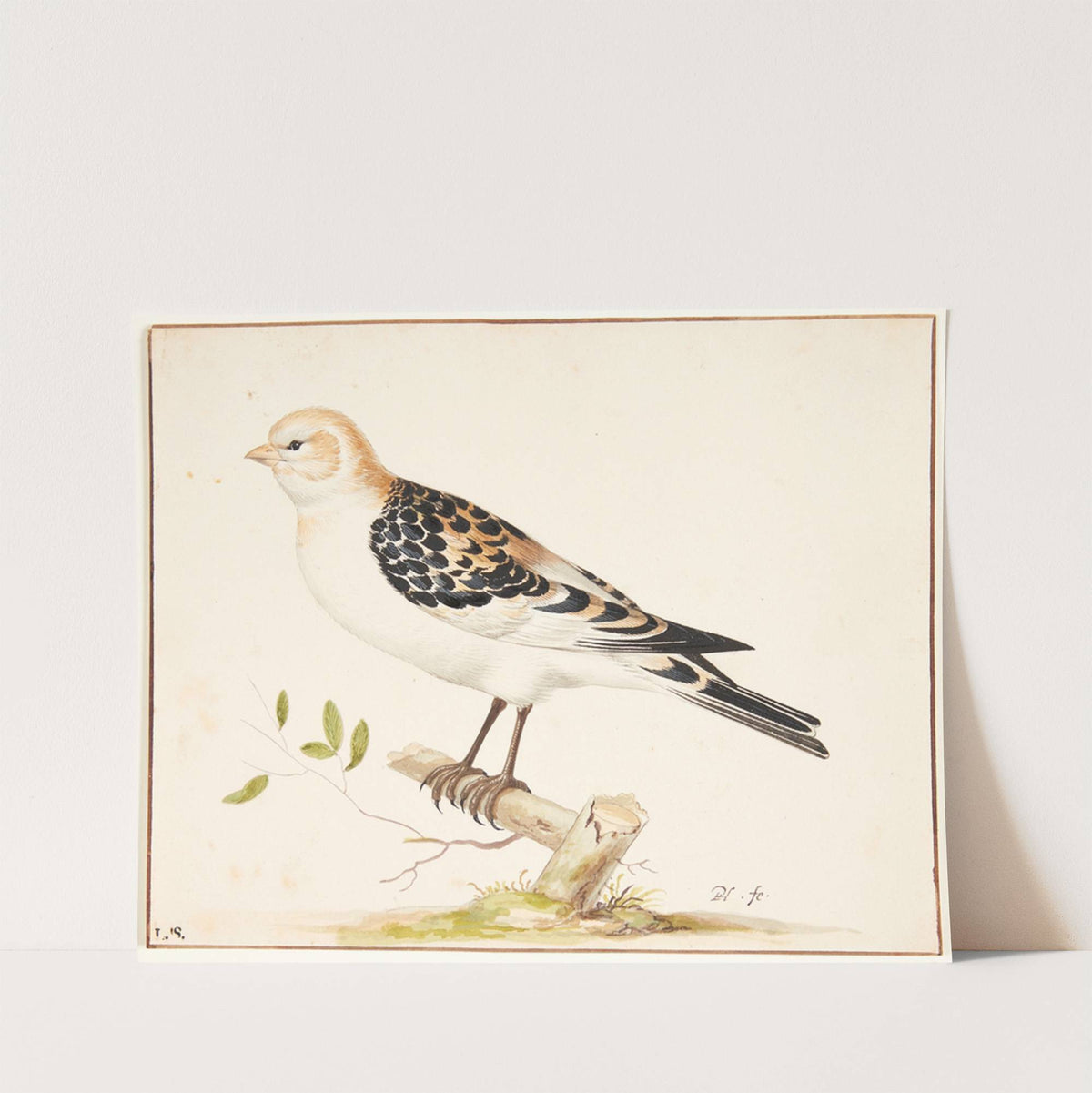 En snespurv plectrophenax nivalis by Pieter Holsteijn