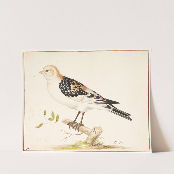 En snespurv plectrophenax nivalis by Pieter Holsteijn