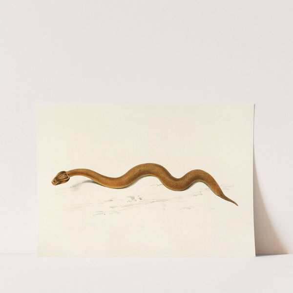 Enchida Inornata by Sir Andrew Smith