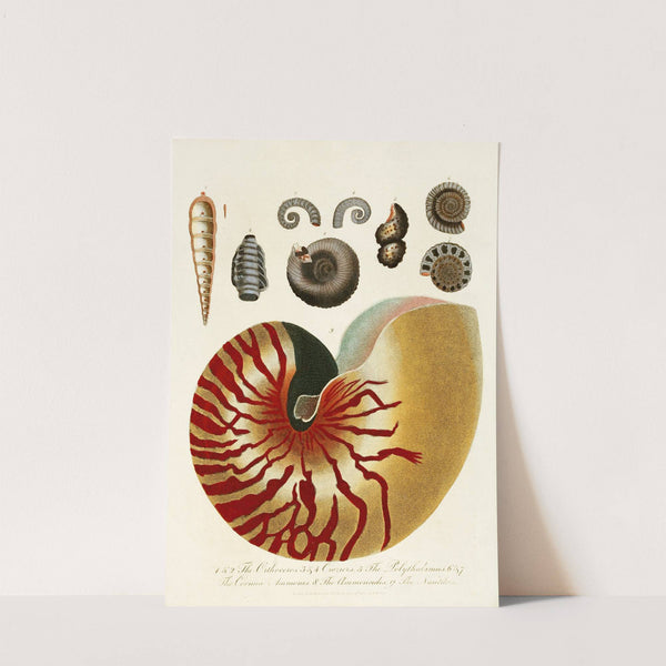 Encyclopaedia londinensis - Conchology Pl. 01 by John Chapman