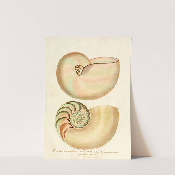 Encyclopaedia londinensis - Conchology Pl. 02 by John Chapman
