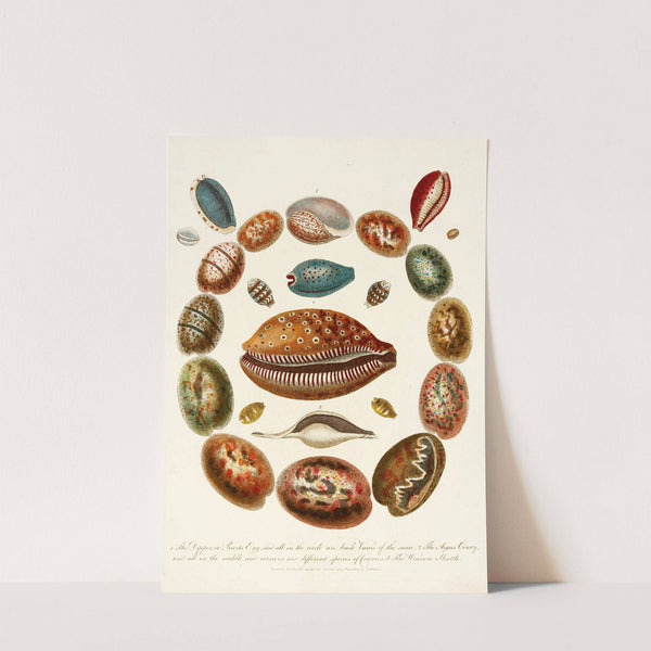 Encyclopaedia londinensis - Conchology Pl. 03 by John Chapman