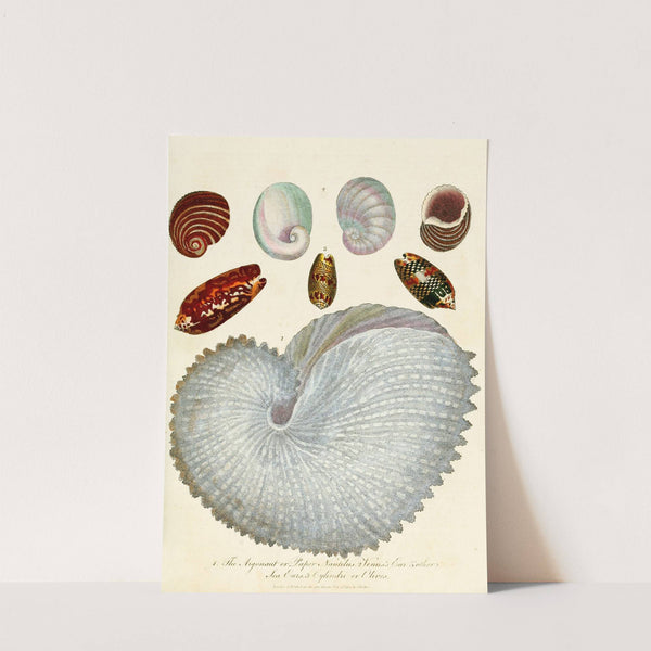 Encyclopaedia londinensis - Conchology Pl. 04 by John Chapman