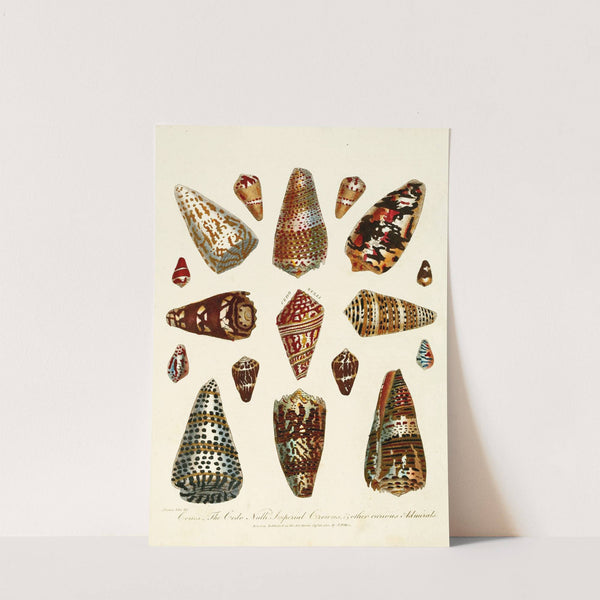 Encyclopaedia londinensis - Conchology Pl. 05 by John Chapman