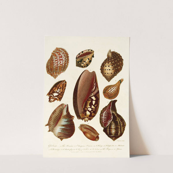 Encyclopaedia londinensis - Conchology Pl. 07 by John Chapman