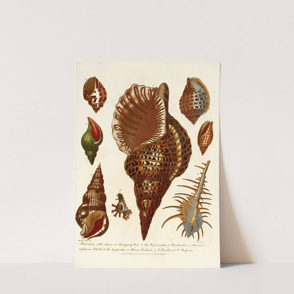 Encyclopaedia londinensis - Conchology Pl. 12 by John Chapman